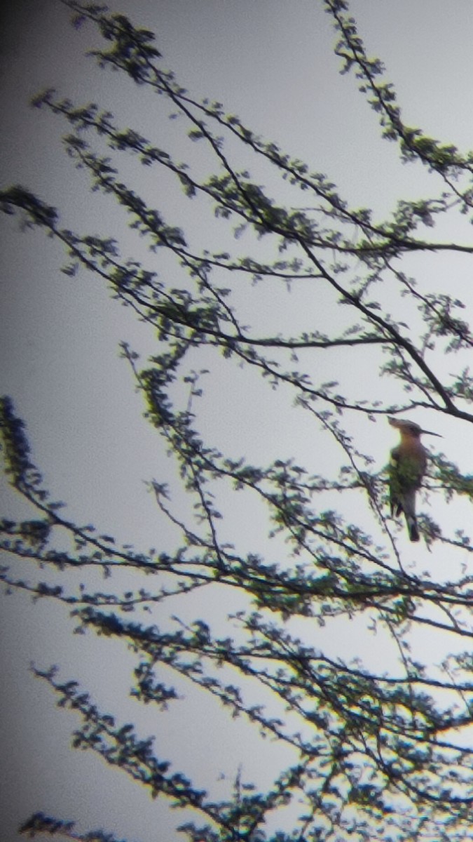 Eurasian Hoopoe - ML485321201