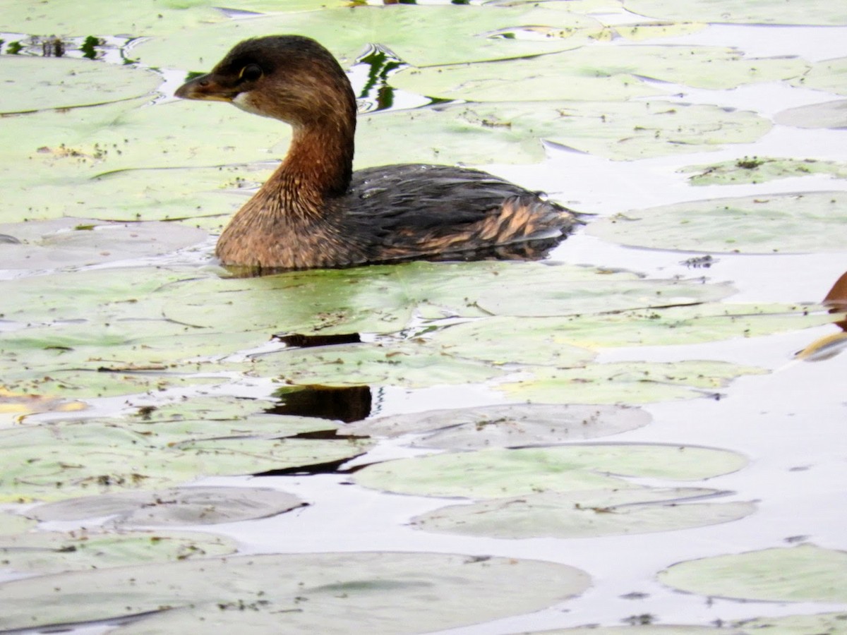 Pied-billed Grebe - ML485321591