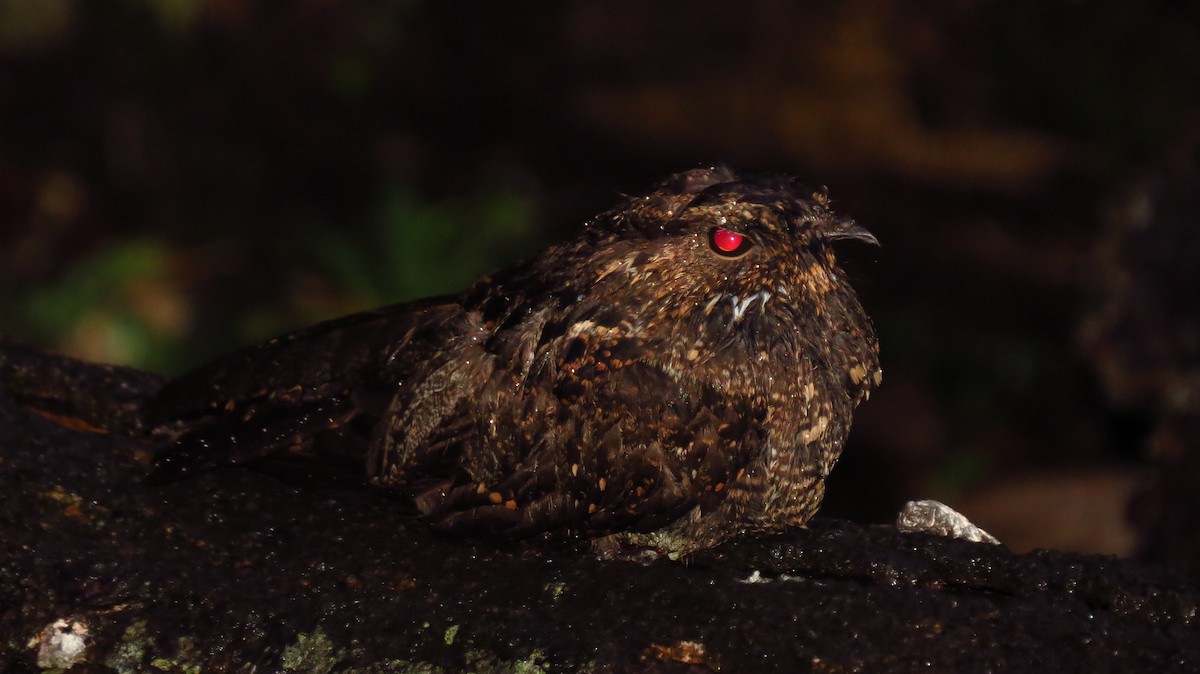 Blackish Nightjar - ML48532241