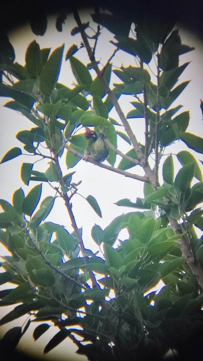 Coppersmith Barbet - ML485322461