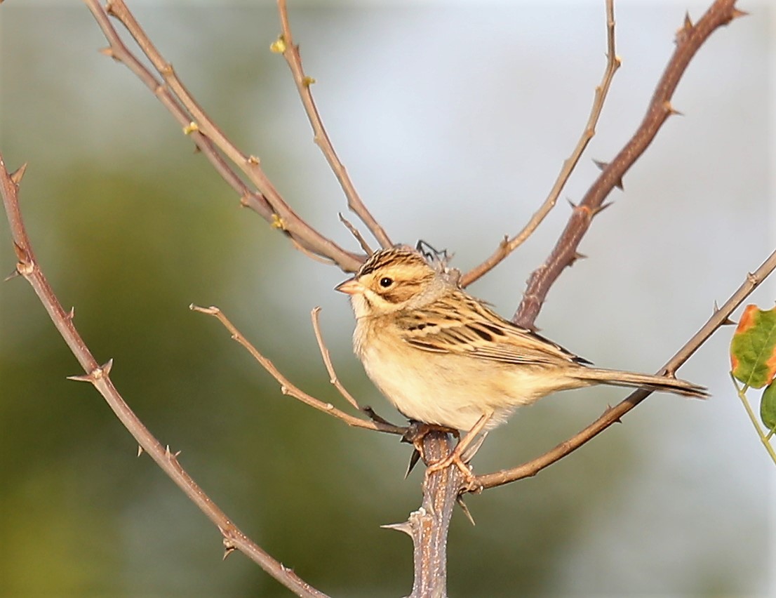 Clay-colored Sparrow - ML485323021