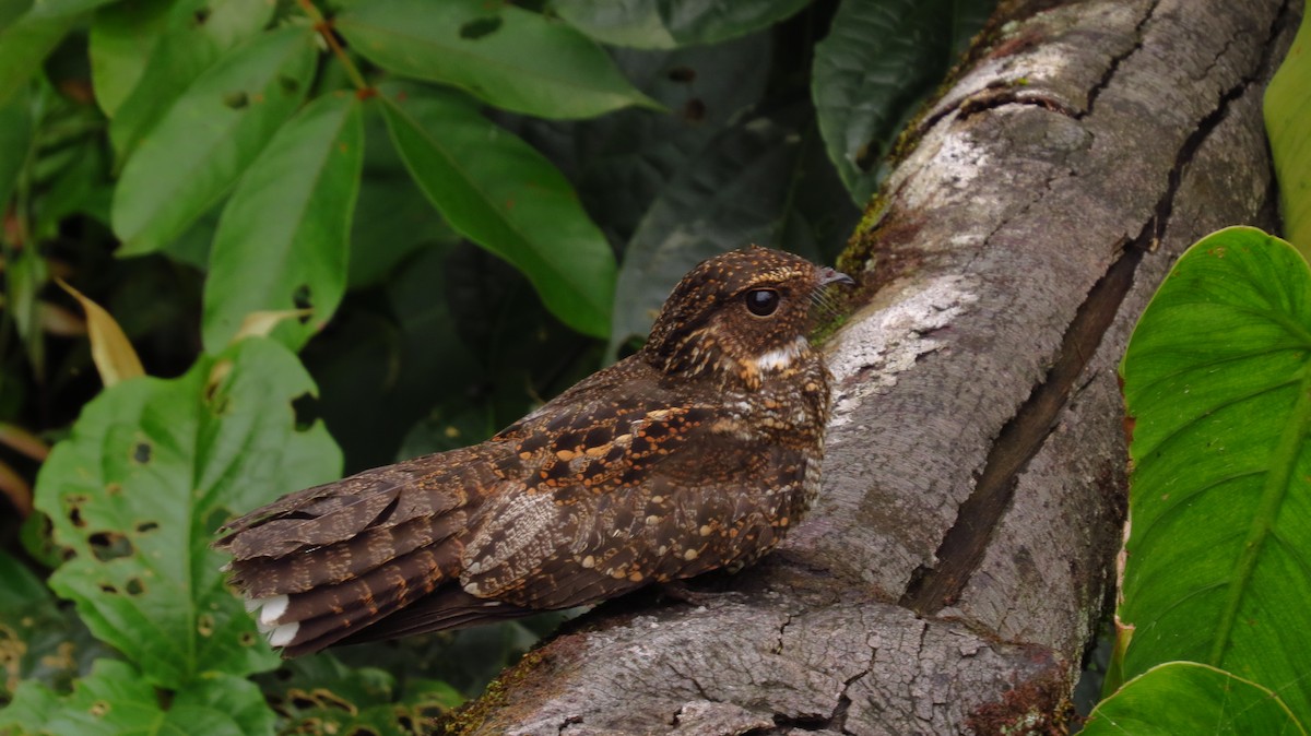 Blackish Nightjar - ML48532391