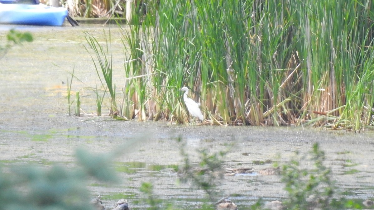 Little Blue Heron - ML485324031