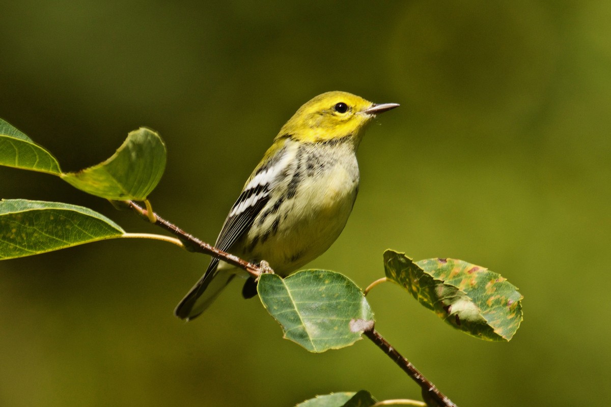 Black-throated Green Warbler - Normand Laplante