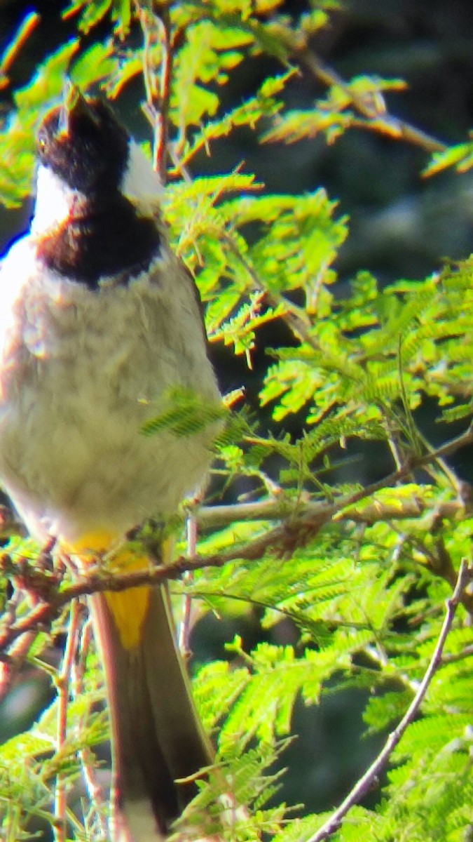 Bulbul à oreillons blancs - ML485326451