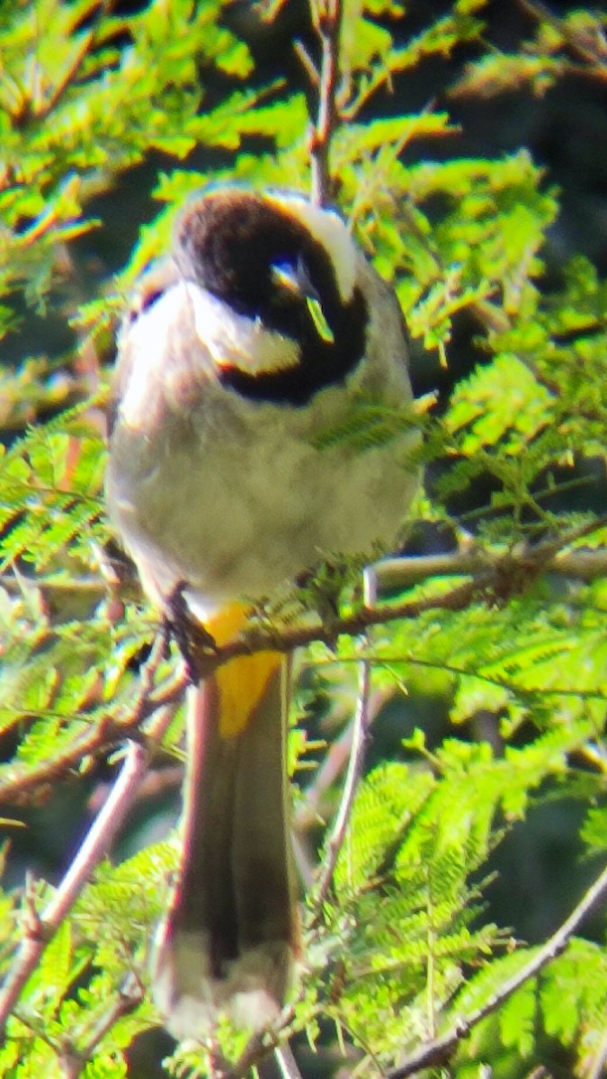 White-eared Bulbul - ML485326481