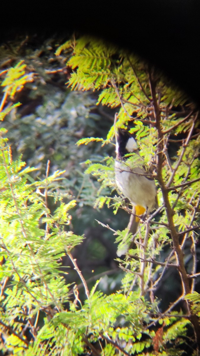 Bulbul à oreillons blancs - ML485326491