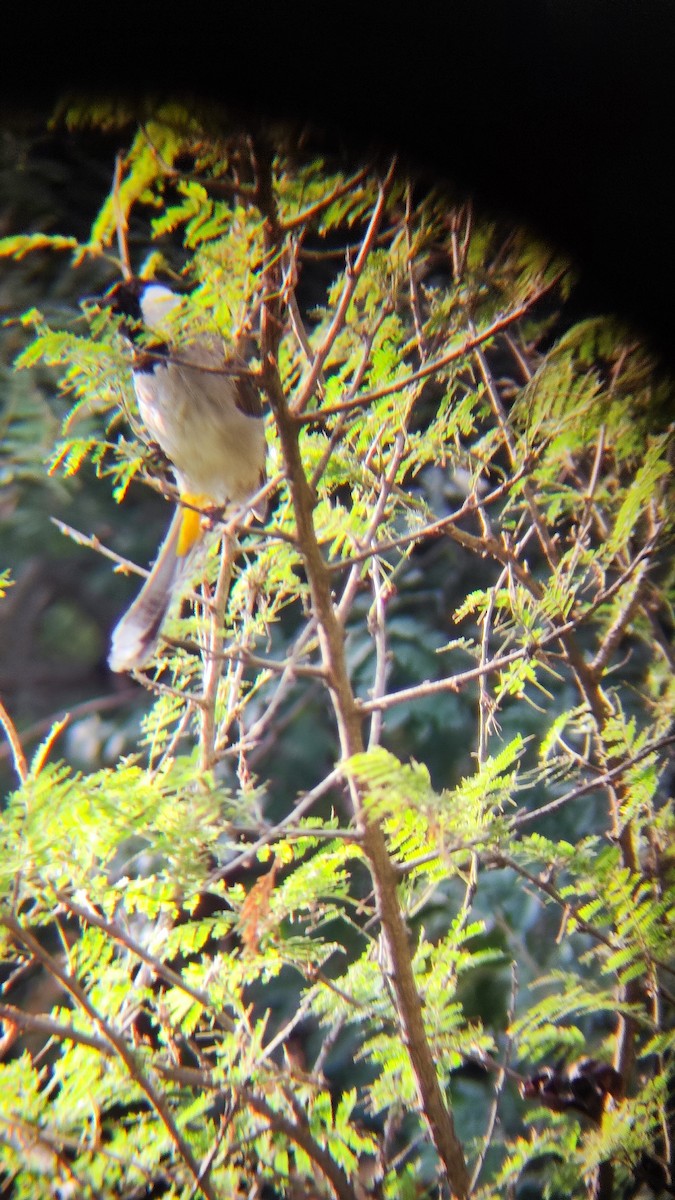 Bulbul à oreillons blancs - ML485326501