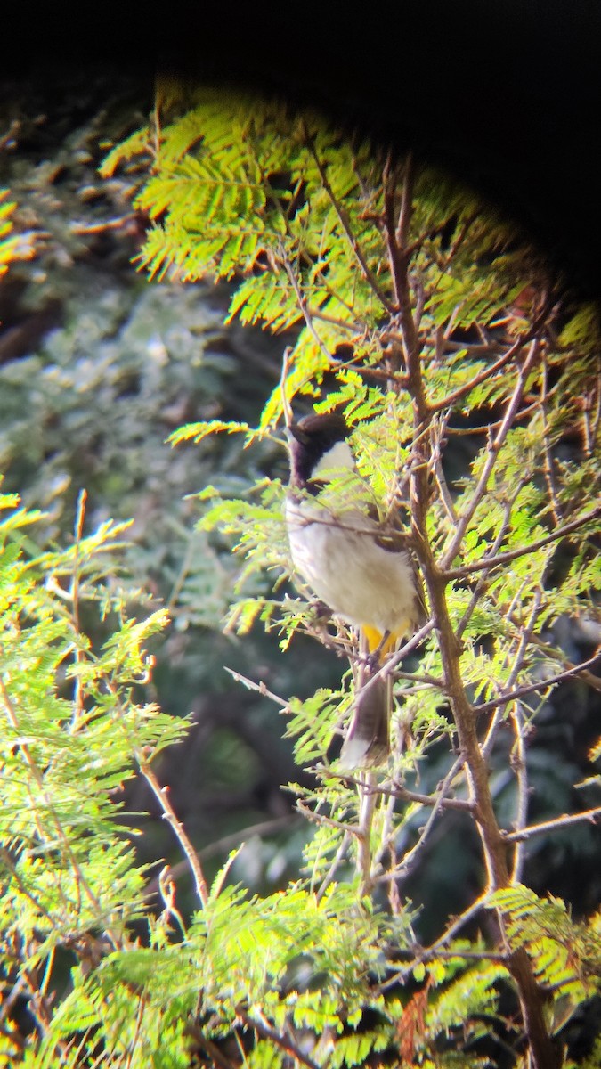 Bulbul à oreillons blancs - ML485326511