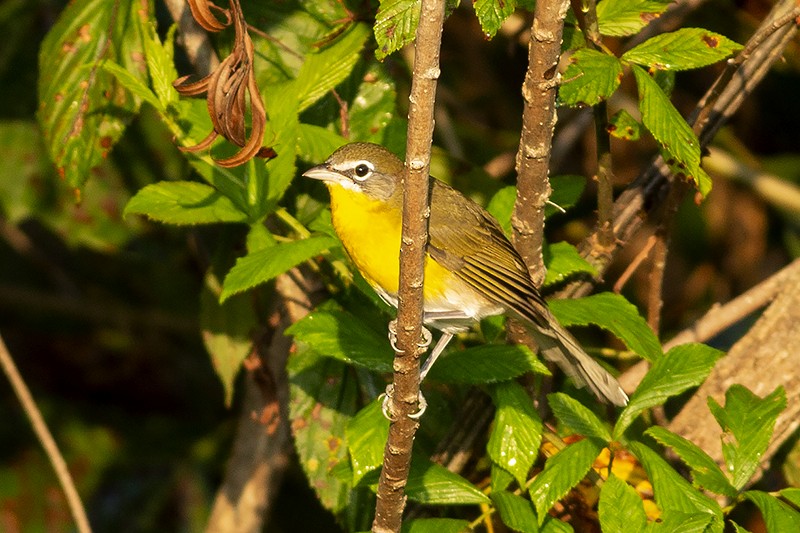 Yellow-breasted Chat - ML485326551