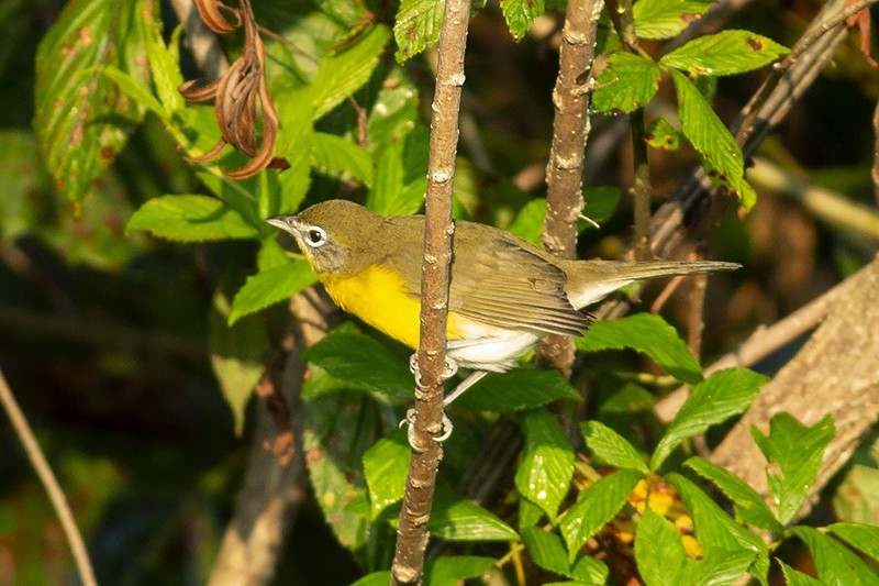 Yellow-breasted Chat - ML485326561