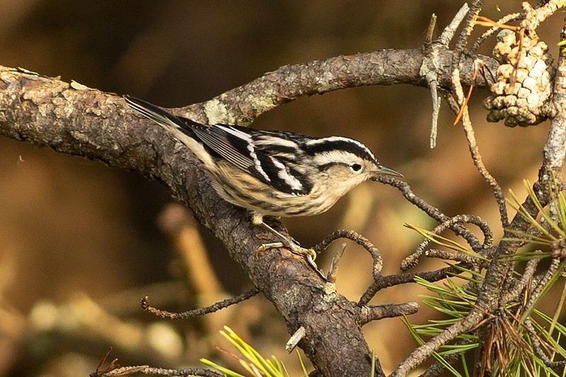 Black-and-white Warbler - ML485326621