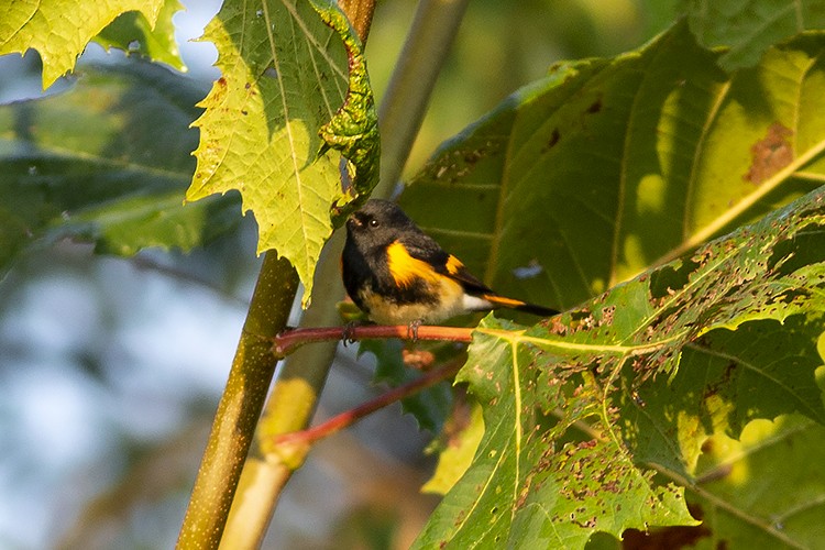 American Redstart - ML485326741