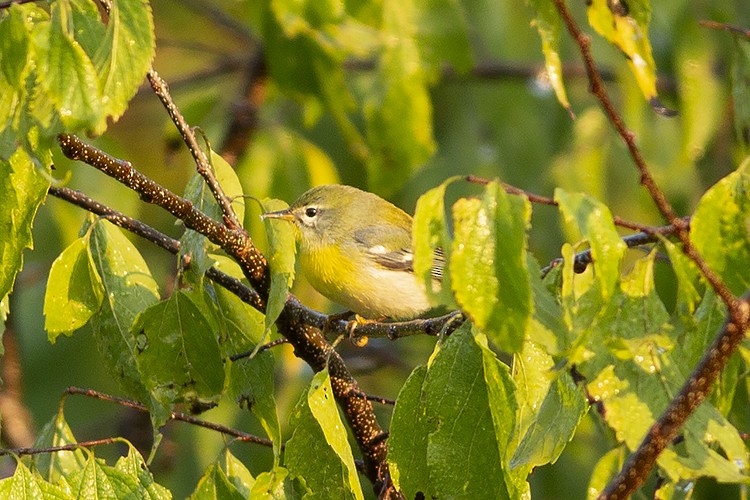 Northern Parula - ML485326791