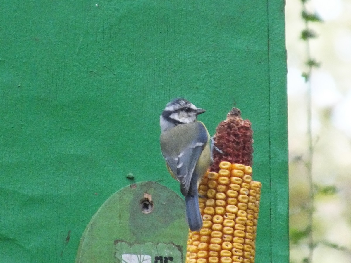 Eurasian Blue Tit - ML485327791