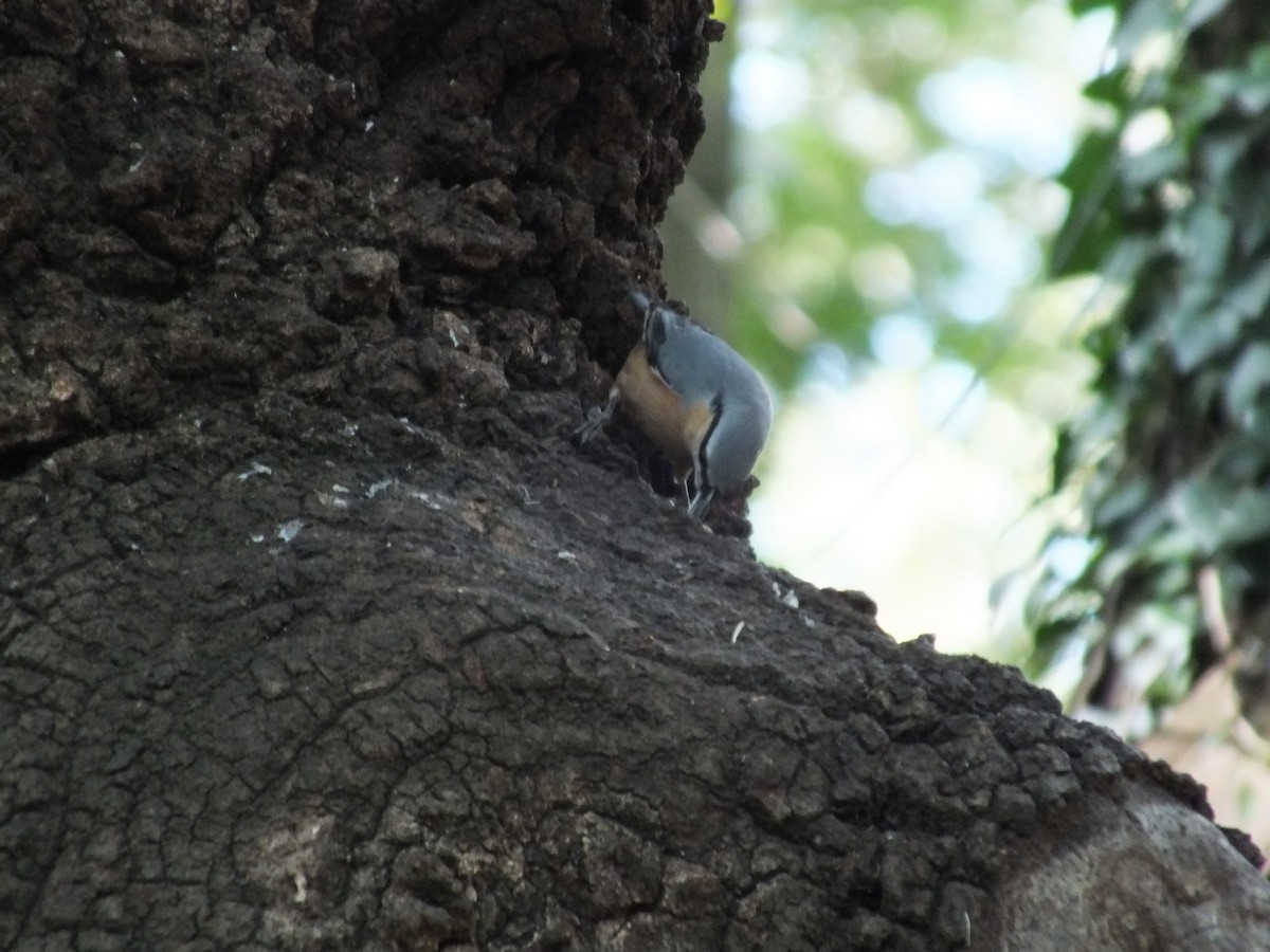 Eurasian Nuthatch - Berkay Alagöz