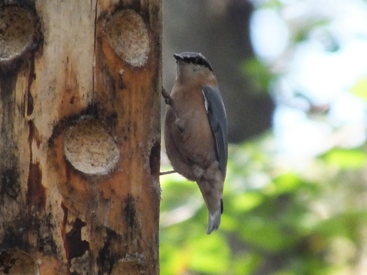 Eurasian Nuthatch - ML485328271