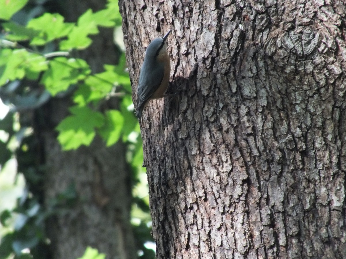 Eurasian Nuthatch - Berkay Alagöz