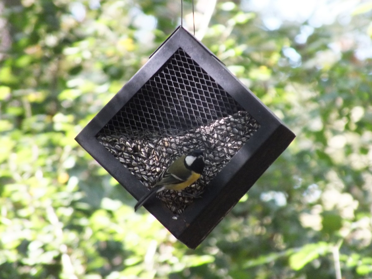 Great Tit - ML485328341