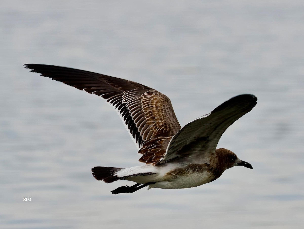 Laughing Gull - WNY Records