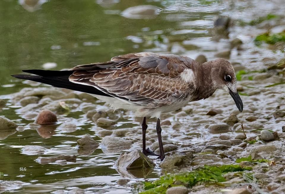 Laughing Gull - ML485328361