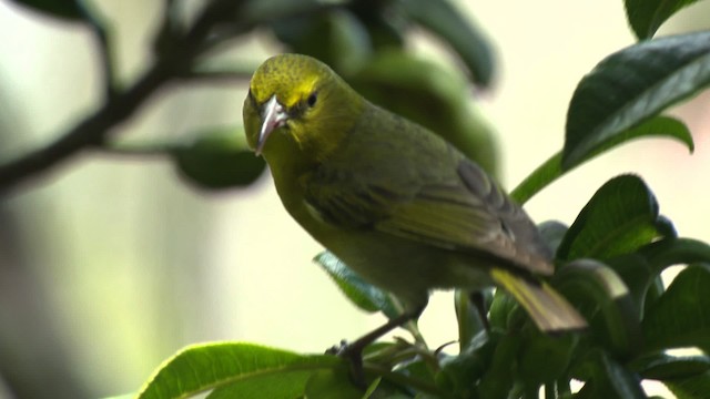 Kauai-Amakihikleidervogel - ML485329