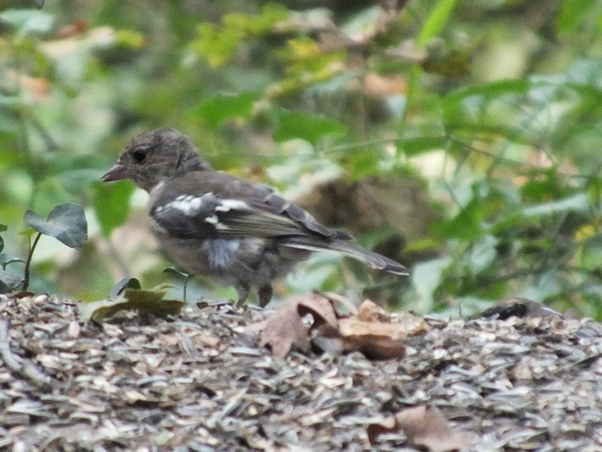 Common Chaffinch - ML485330121