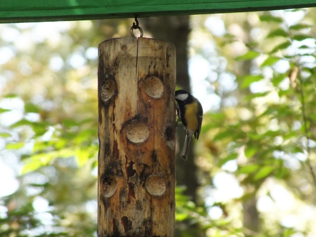 Great Tit - Berkay Alagöz