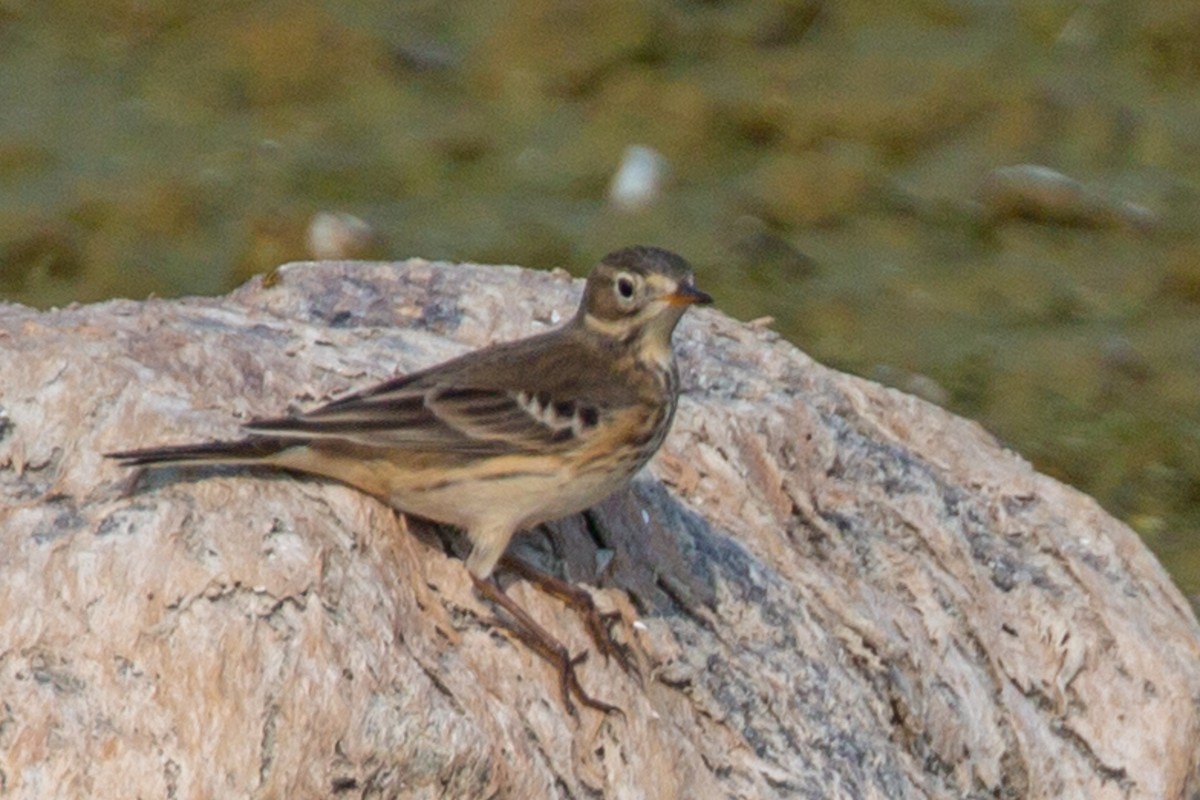 American Pipit - Janis Grant