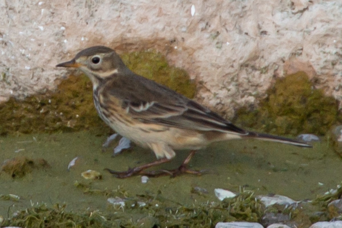 American Pipit - Janis Grant