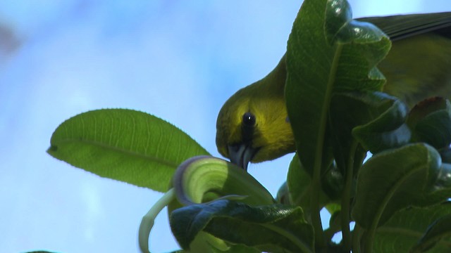 Kauai-Amakihikleidervogel - ML485332