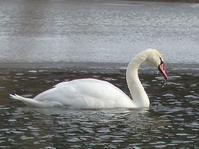 Mute Swan - ML48533261