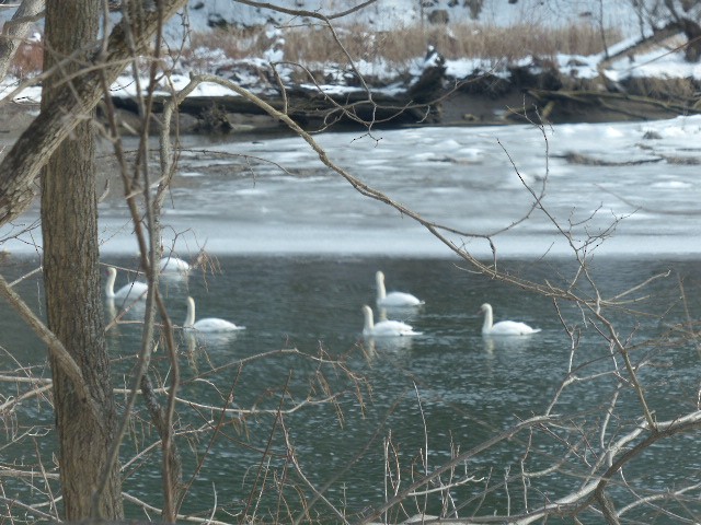 Cygne tuberculé - ML48533281