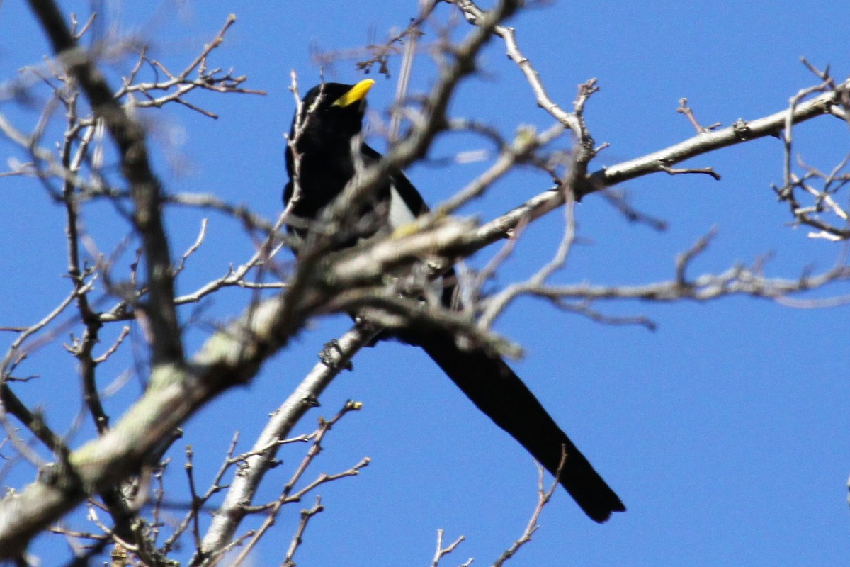 Yellow-billed Magpie - ML48533301