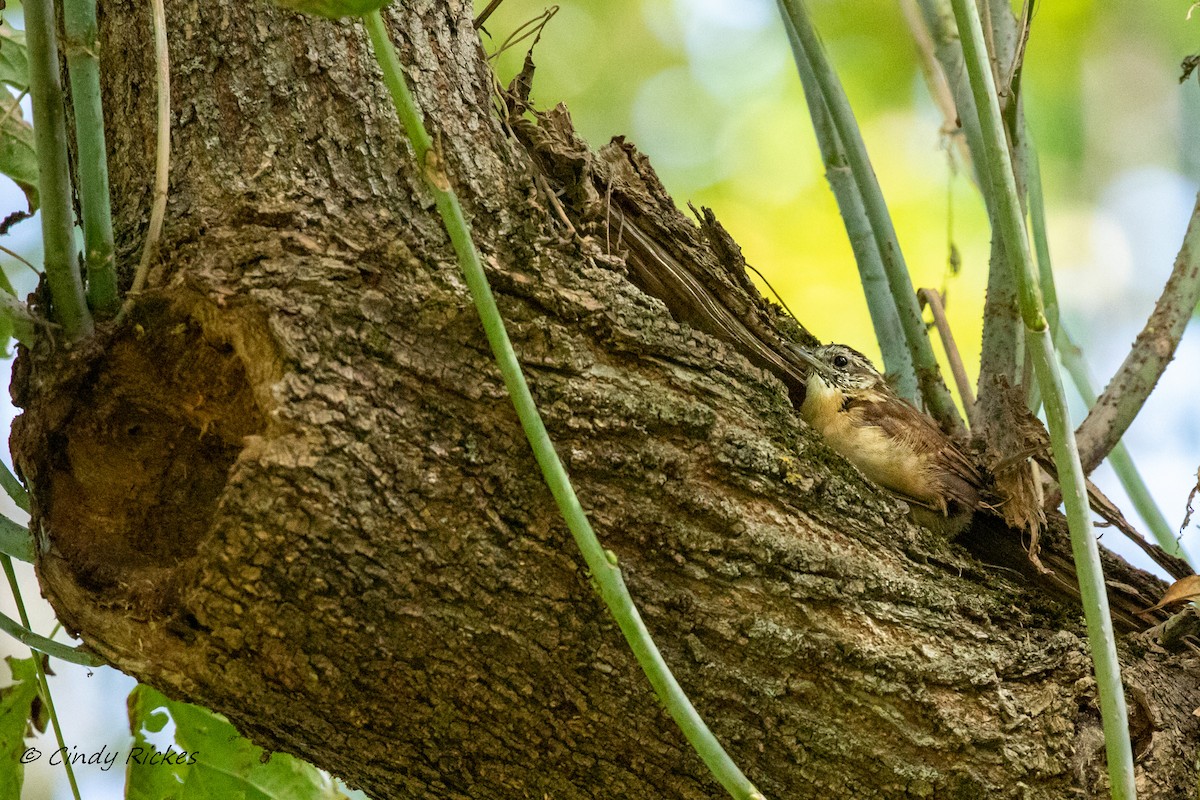 Carolina Wren - ML485333091