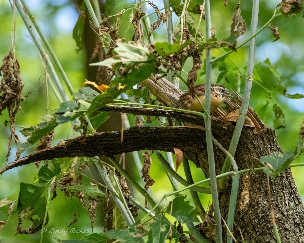 Carolina Wren - ML485333101