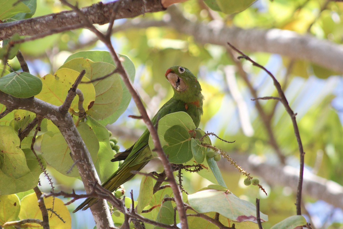 Mitred Parakeet - ML485334801