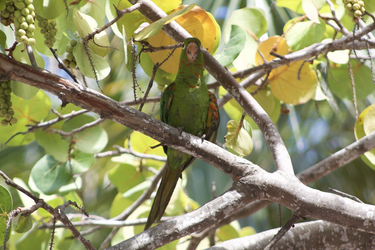 Mitred Parakeet - ML485334811