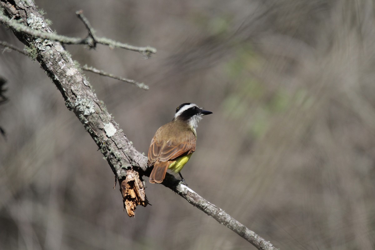 Great Kiskadee - John Pike