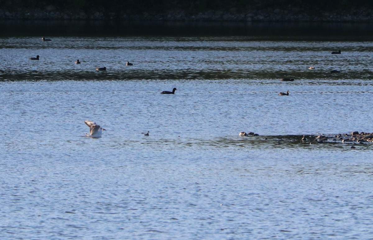 Red-necked Phalarope - ML485335851