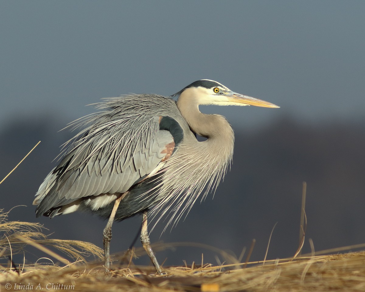 Great Blue Heron - ML48533621