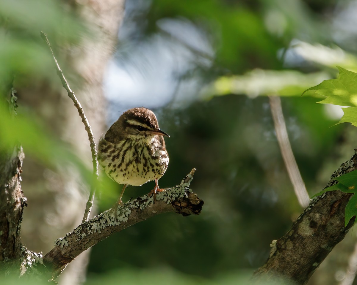 Northern Waterthrush - ML485336651