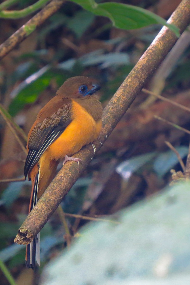 Malabar Trogon - ML48533781