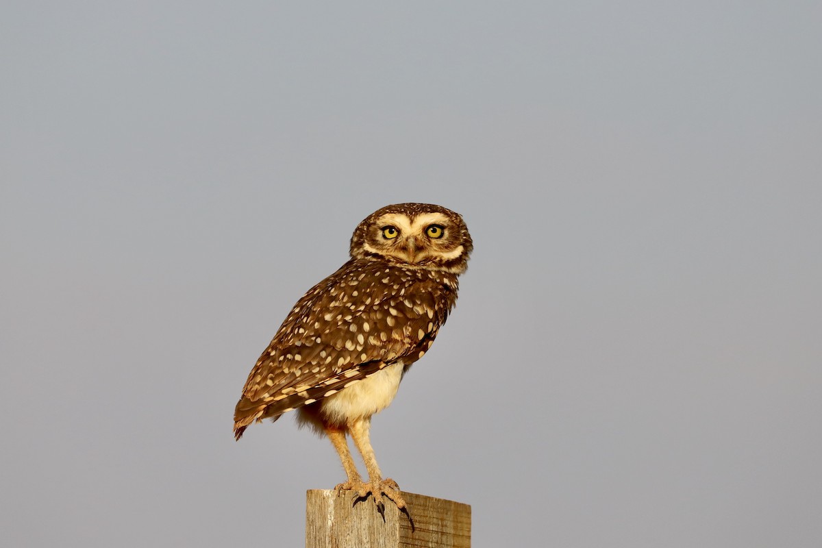 Burrowing Owl - ML485338181