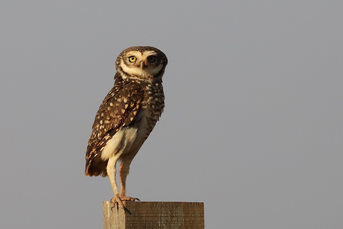 Burrowing Owl - ML485338191