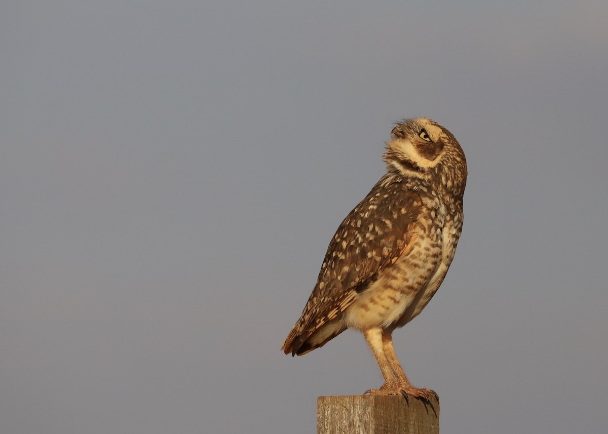 Burrowing Owl - ML485338201