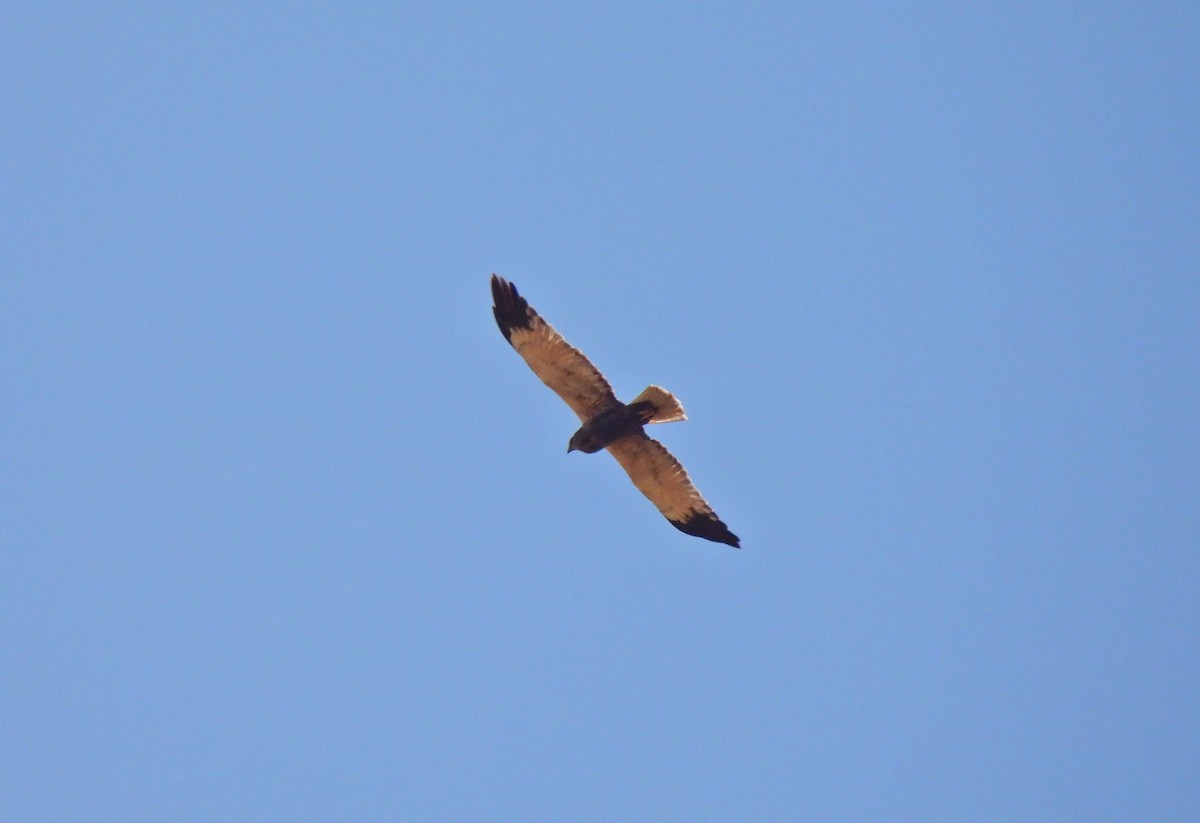 Western Marsh Harrier - ML485339131
