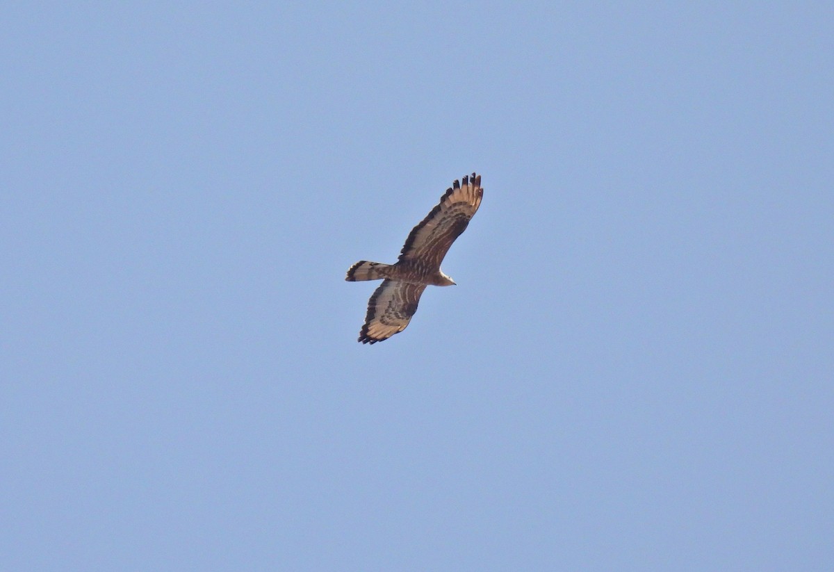 European Honey-buzzard - ML485339151