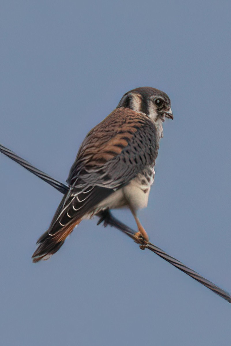 American Kestrel - ML485340081