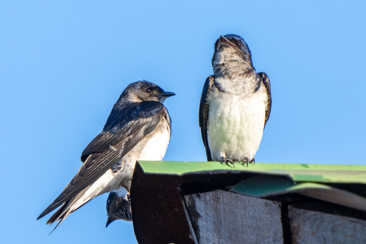 Gray-breasted Martin - Steve McInnis